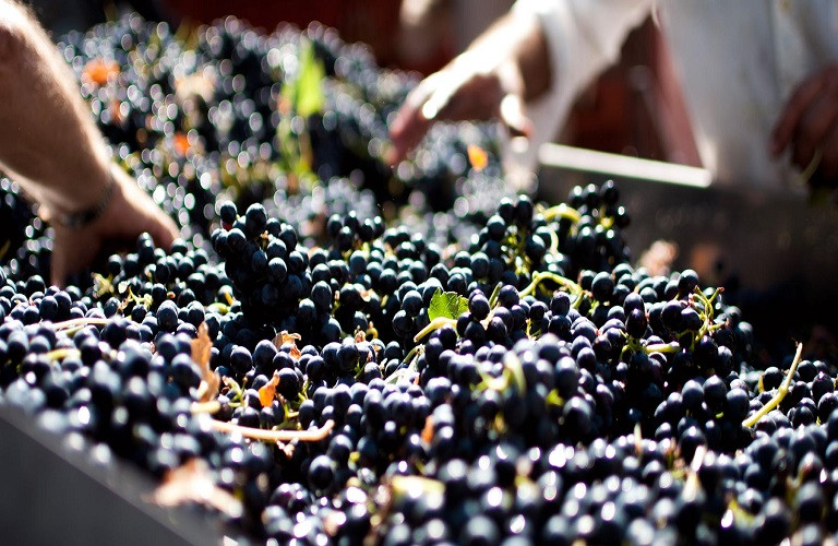 Αμπελουργοί – Συνεχίζεται η υποβολή δηλώσεων συγκομιδής