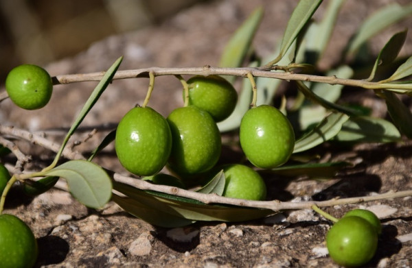 Ποιο είναι το μέλλον της βρώσιμης πράσινης ελιάς Χαλκιδικής