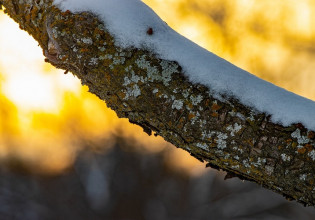Τύρναβος – Ακόμα περιμένουν τις αποζημιώσεις από τον παγετό