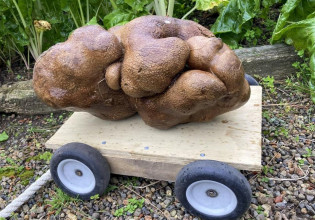 Νέα Ζηλανδία – Αυτή είναι η μεγαλύτερη πατάτα στον κόσμο και τη λένε Νταγκ