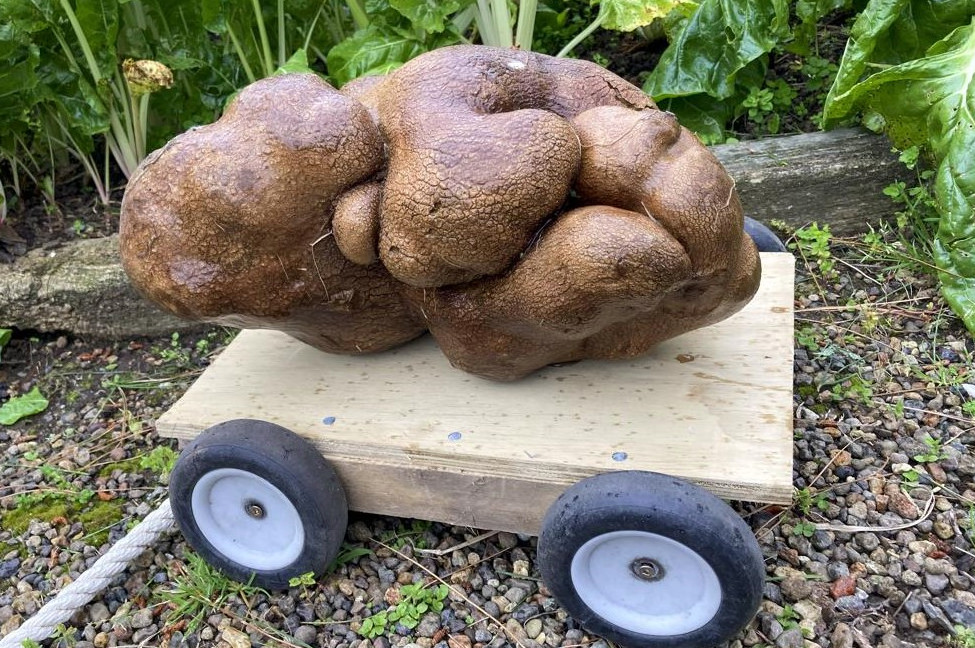 Νέα Ζηλανδία - Αυτή είναι η μεγαλύτερη πατάτα στον κόσμο και τη λένε Νταγκ