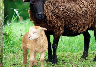 Έρχονται πληρωμές για τις αυτόχθονες φυλές