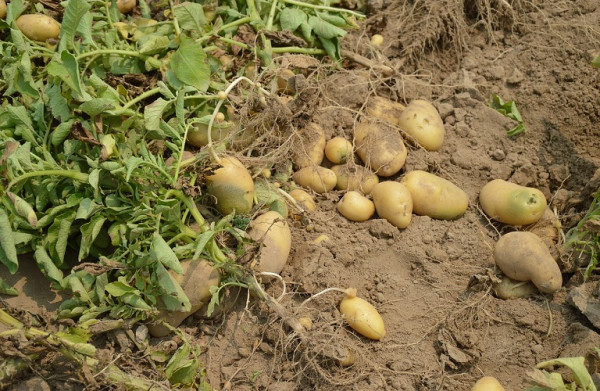Πατάτα – Ευπαθείς στις προσβολές οι φθινοπωρινές φυτείες