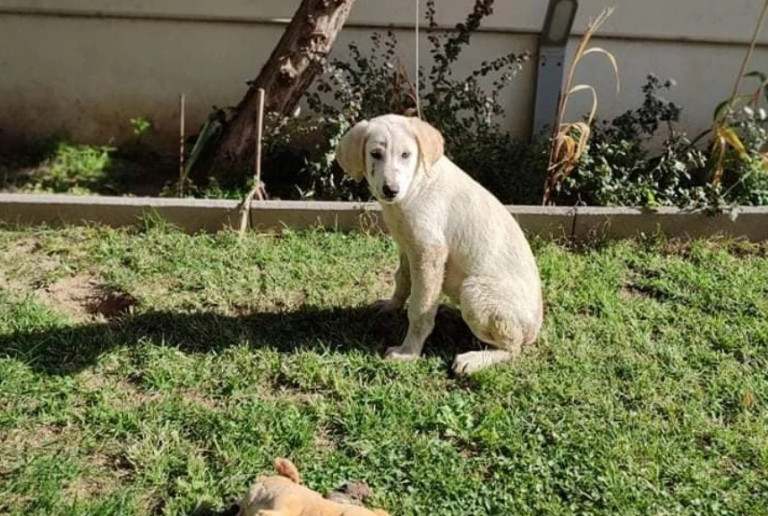 Αλεξανδρούπολη – Καταγγελία για άγριο βιασμό κουταβιού – Επικηρύχθηκε ο δράστης