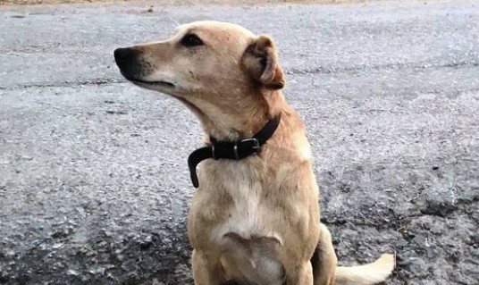 Ξηρόμερο – Χειροπέδες σε ζευγάρι που πυροβόλησε και σκότωσε τρία σκυλιά – Προσοχή σκληρές εικόνες