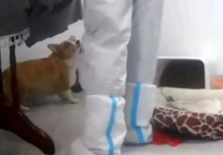 Κίνα – Υπάλληλοι υγείας σκότωσαν σκυλάκι ενώ απολύμαιναν διαμέρισμα