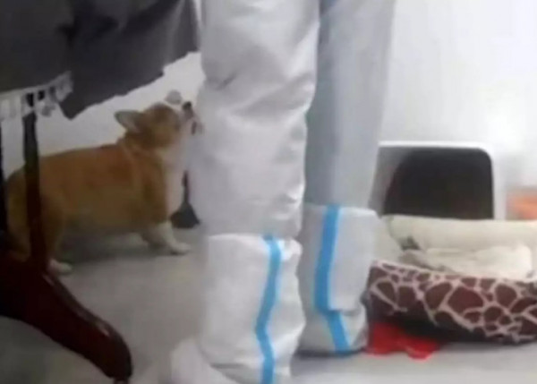 Κίνα – Υπάλληλοι υγείας σκότωσαν σκυλάκι ενώ απολύμαιναν διαμέρισμα