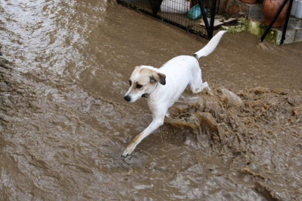 Έρχονται νέες βροχές και καταιγίδες – Μέχρι την Τρίτη η κακοκαιρία – Οι πρώτες πλημμύρες σε Αθήνα και Ηλεία (Βίντεο)