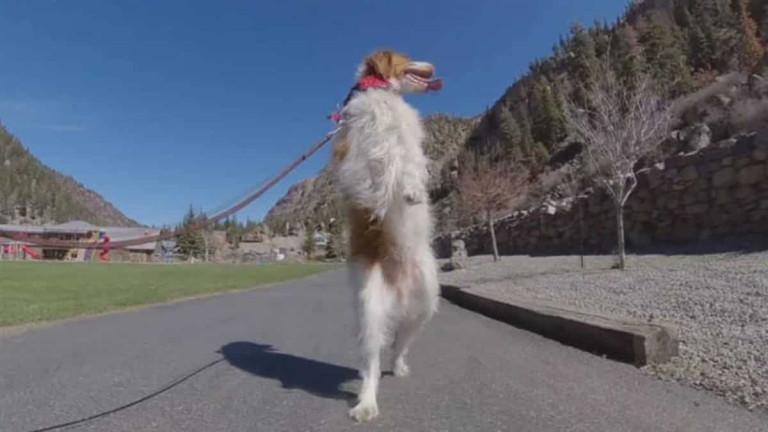 Dexter – Ο σκυλάκος που έμαθε να βαδίζει με τα δύο πόδια