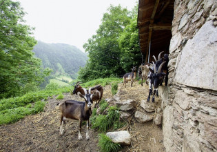 Πρόγραμμα Αγροτικού Εξηλεκτρισμού της ΠΕ Λάρισας – Ποιοι εντάσσονται