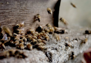 Κόρινθος – «Έβγαζαν σφήκες ακόμα και από τις τσέπες του» – Η σοκαριστική περιγραφή της αδερφής του 54χρονου που διασωληνώθηκε
