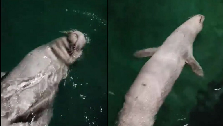 Τήνος – Φώκια σουλατσάρει σε λιμάνι και… ποζάρει στον φακό