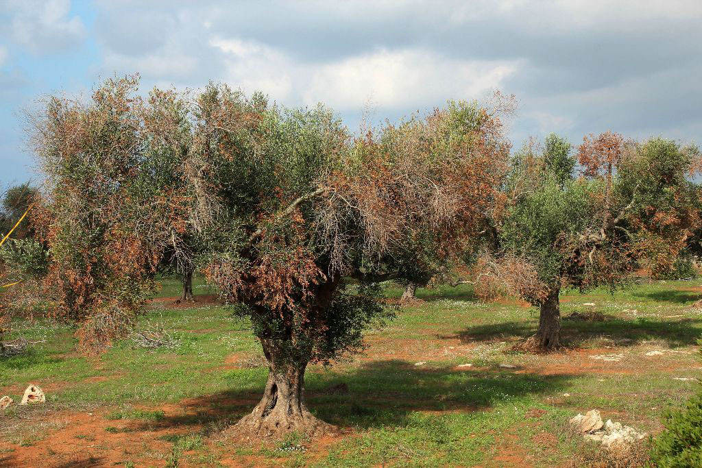 Xylella fastidiosa – Απειλεί την ελαιοπαραγωγή της Μεσογείου – Νέα δεδομένα