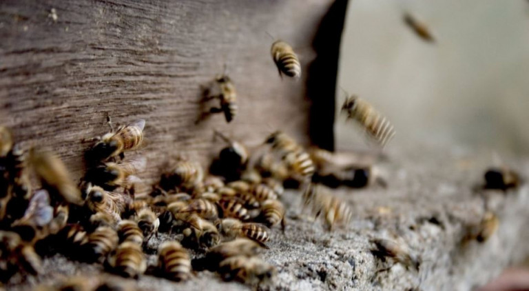 Κόρινθος – Επί δύο ώρες έβγαζαν σφήκες από πάνω μου – Πώς περιγράφει τα τραγικά λεπτά ο 54χρονος