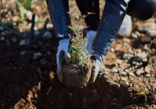 Παπαστράτος – Φυτεύει 70.000 δέντρα στην Αττική