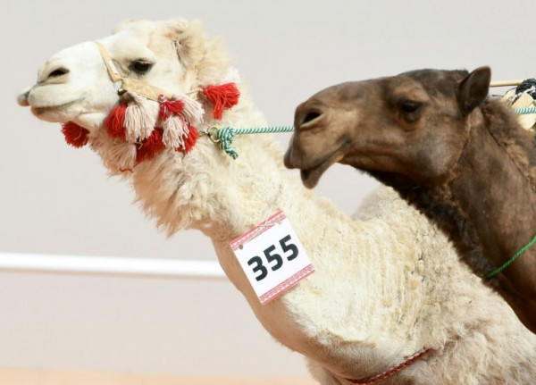 Καμήλες που είχαν κάνει Botox αποκλείστηκαν από καλλιστεία στο Ριάντ