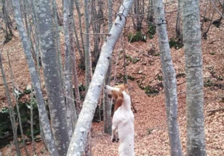 Άγριος βασανισμός σκύλου – Τον κρέμασαν σε δάσος στο Πήλιο – Το σκυλί ζει – Πολύ σκληρές εικόνες