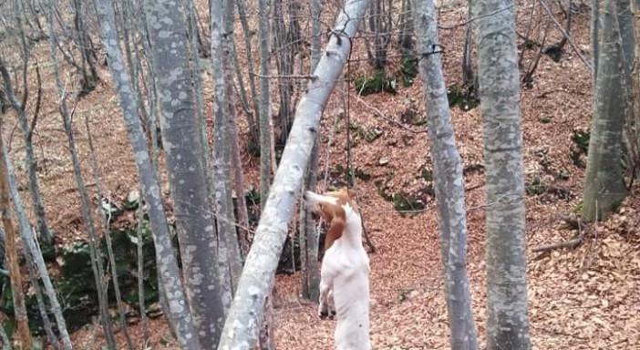 Άγριος βασανισμός σκύλου – Τον κρέμασαν σε δάσος στο Πήλιο – Το σκυλί ζει – Πολύ σκληρές εικόνες