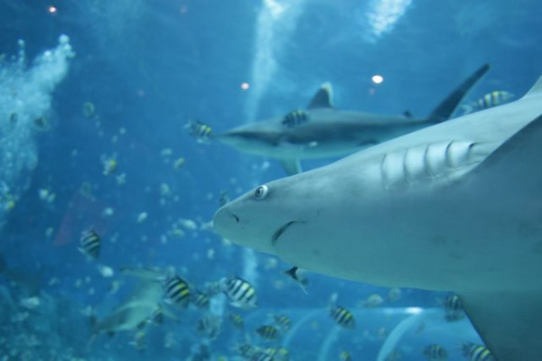 Επιστήμη – Καρχαρίες και κοροναϊός – Τα… άτρωτα αντισώματα