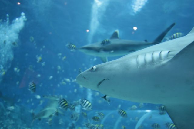 Επιστήμη – Καρχαρίες και κοροναϊός – Τα… άτρωτα αντισώματα