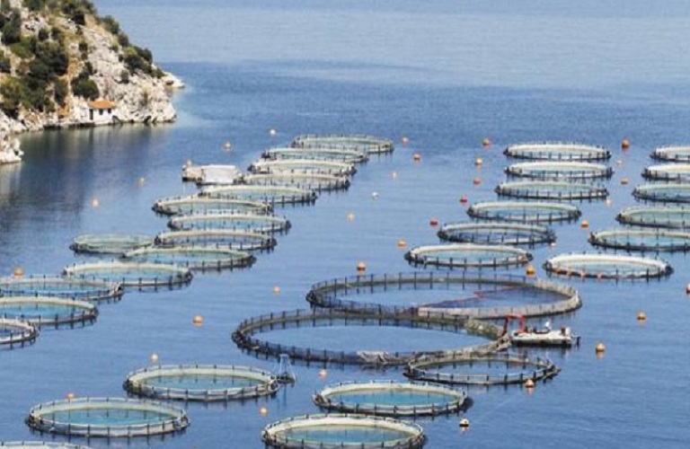 Ιχθυοκαλλιέργεια – Σε εξαγωγικό μοχλό της χώρας αναδεικνύεται το ελληνικό ψάρι