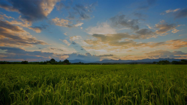 Μαρία Σπυράκη: Ευκαιρίες για περαιτέρω στήριξη των παραγωγών ρυζιού στην Ελλάδα υποδεικνύει  η Κομισιόν