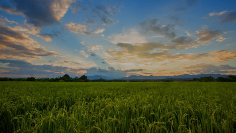 Μαρία Σπυράκη: Ευκαιρίες για περαιτέρω στήριξη των παραγωγών ρυζιού στην Ελλάδα υποδεικνύει  η Κομισιόν
