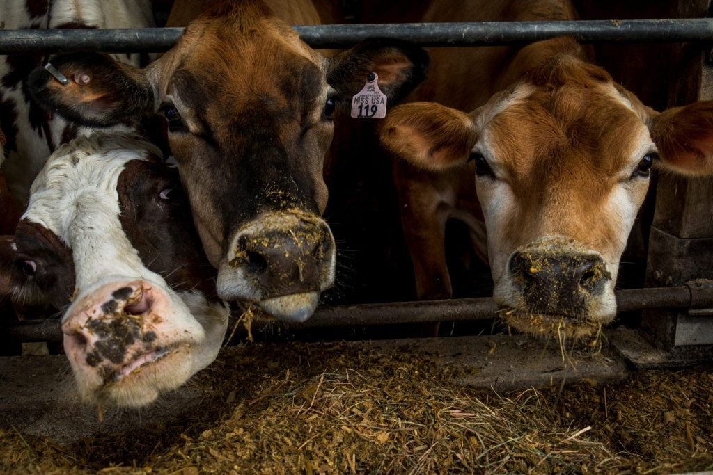 Ολλανδία – Πνιγμένη στη ρύπανση του αζώτου, η χώρα θα μειώσει τα εκτρεφόμενα ζώα