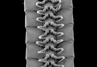 Ξεχάστε τις σαρανταποδαρούσες – Ζωύφιο από τα έγκατα της Γης έχει 1.306 πόδια