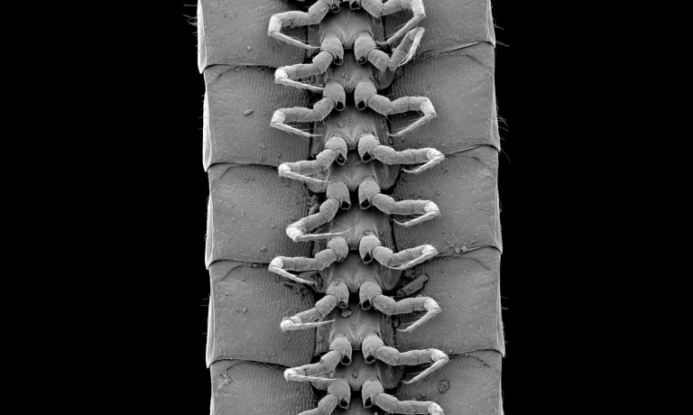 Ξεχάστε τις σαρανταποδαρούσες – Ζωύφιο από τα έγκατα της Γης έχει 1.306 πόδια