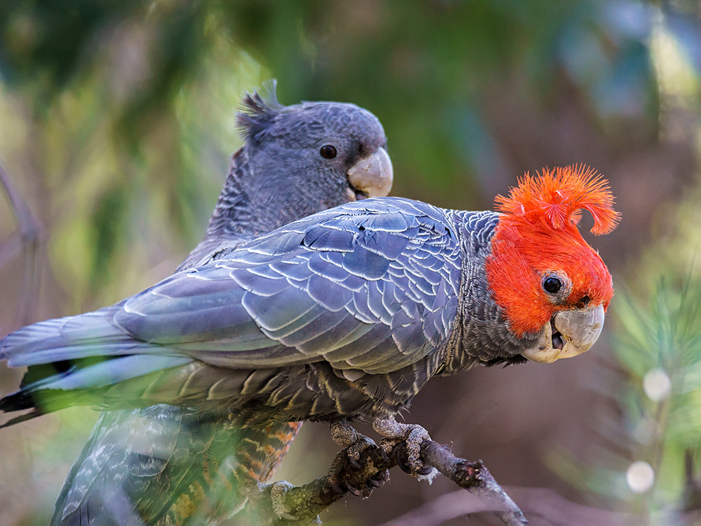Άλμπουμ με τιτιβίσματα απειλούμενων πτηνών έγινε χιτ στην Αυστραλία