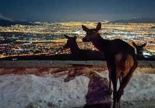 Πάρνηθα – Ένα ελάφι χαζεύει τη νυχτερινή Αθήνα
