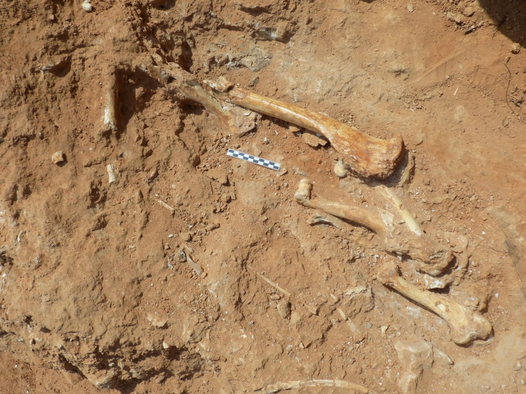 Λέσβος – Βρέθηκαν απολιθωμένα οστά ζώων που έζησαν στο νησί πριν από 2 εκατ. χρόνια