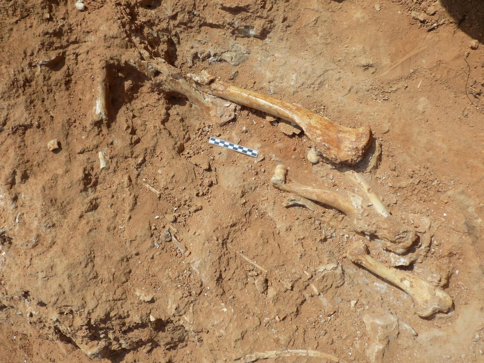 Λέσβος - Βρέθηκαν απολιθωμένα οστά ζώων που έζησαν στο νησί πριν από 2 εκατ. χρόνια