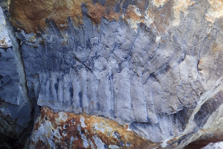 Βρετανία – Ανακαλύφθηκε απολίθωμα από το μεγαλύτερο αρθρόποδο που έχει βρεθεί ποτέ στη Γη – Ποιο το μέγεθός του
