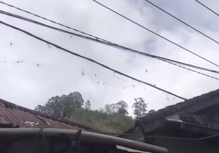 Ινδονησία – Τεράστιες αράχνες έκαναν επιδρομή σε μικρή πόλη
