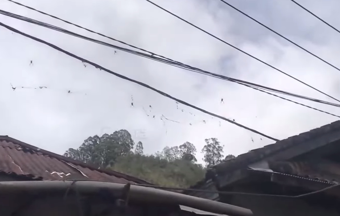 Ινδονησία - Τεράστιες αράχνες έκαναν επιδρομή σε μικρή πόλη