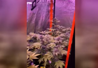 Θεσσαλονίκη: Καλλιεργούσε 17 δενδρύλλια κάνναβης μέσα στο διαμέρισμά του