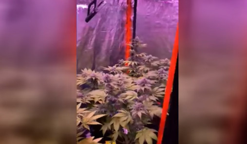 Θεσσαλονίκη: Καλλιεργούσε 17 δενδρύλλια κάνναβης μέσα στο διαμέρισμά του