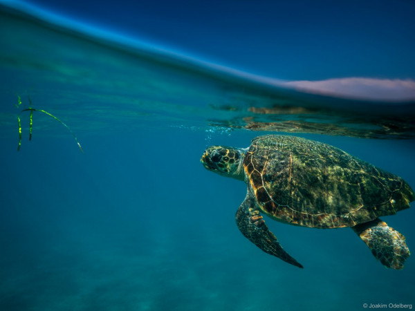 30 χρόνια WWF Ελλάς – 30 χρόνια δράσης για τη φύση και τον άνθρωπο