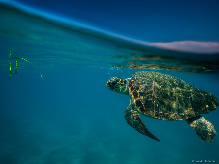 30 χρόνια WWF Ελλάς – 30 χρόνια δράσης για τη φύση και τον άνθρωπο