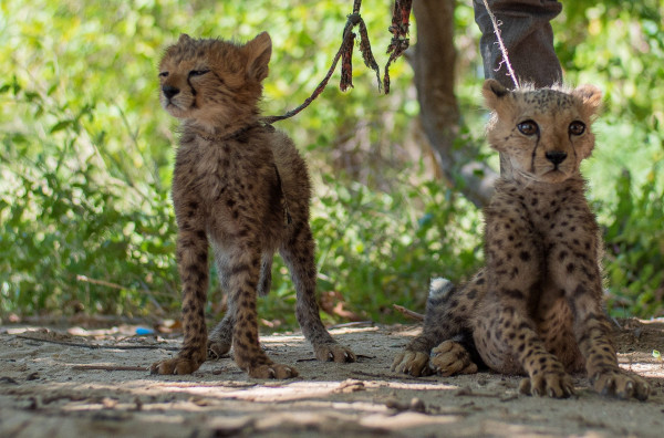 Λαθρέμποροι άγριας ζωής τρέχουν πιο γρήγορα από τα τσίτα