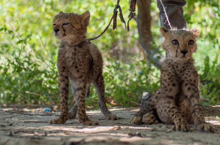 Λαθρέμποροι άγριας ζωής τρέχουν πιο γρήγορα από τα τσίτα