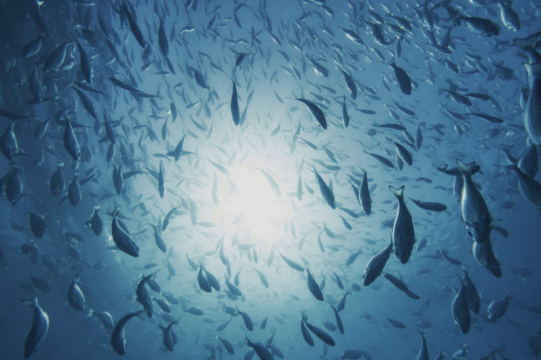 Ψαράς, έβγαλε κυπρίνο 24,3 κιλών στη λίμνη Πολυφύτου