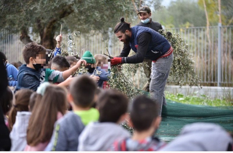 Πάτρα-Βιωματική μάθηση σε παιδιά δημοτικού στη συγκομιδή της ελιάς