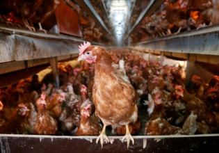 Γρίπη των πτηνών – Τι ακριβώς είναι και γιατί μας ανησυχεί