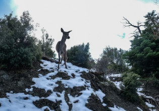 Καιρός – Ισχυροί άνεμοι και χιόνια σήμερα – Αγριεύει ο καιρός το Σαββατοκύριακο