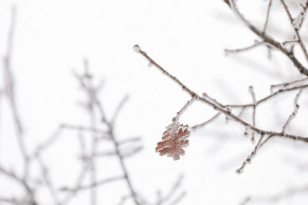 Καιρός –  Παγετός και τσουχτερό κρύο με θερμοκρασίες κάτω από το μηδέν