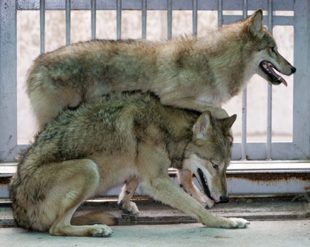 Γαλλία – 9 λύκοι απέδρασαν από ζωολογικό κήπο ενώ λειτουργούσε για το κοινό