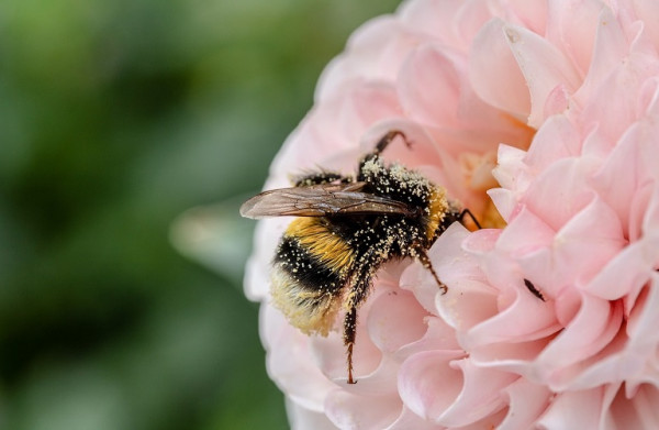 Μέλισσες και Ευρωπαϊκή Σηψιγονία – Τα συμπτώματα και η αντιμετώπιση
